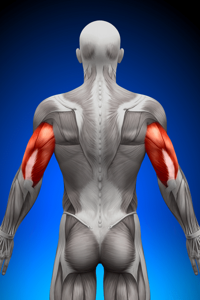 Triceps Anatomy
